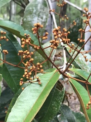 Myrcia bergiana
