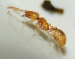 Solenopsis abdita