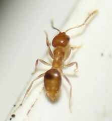 Brachymyrmex minutus