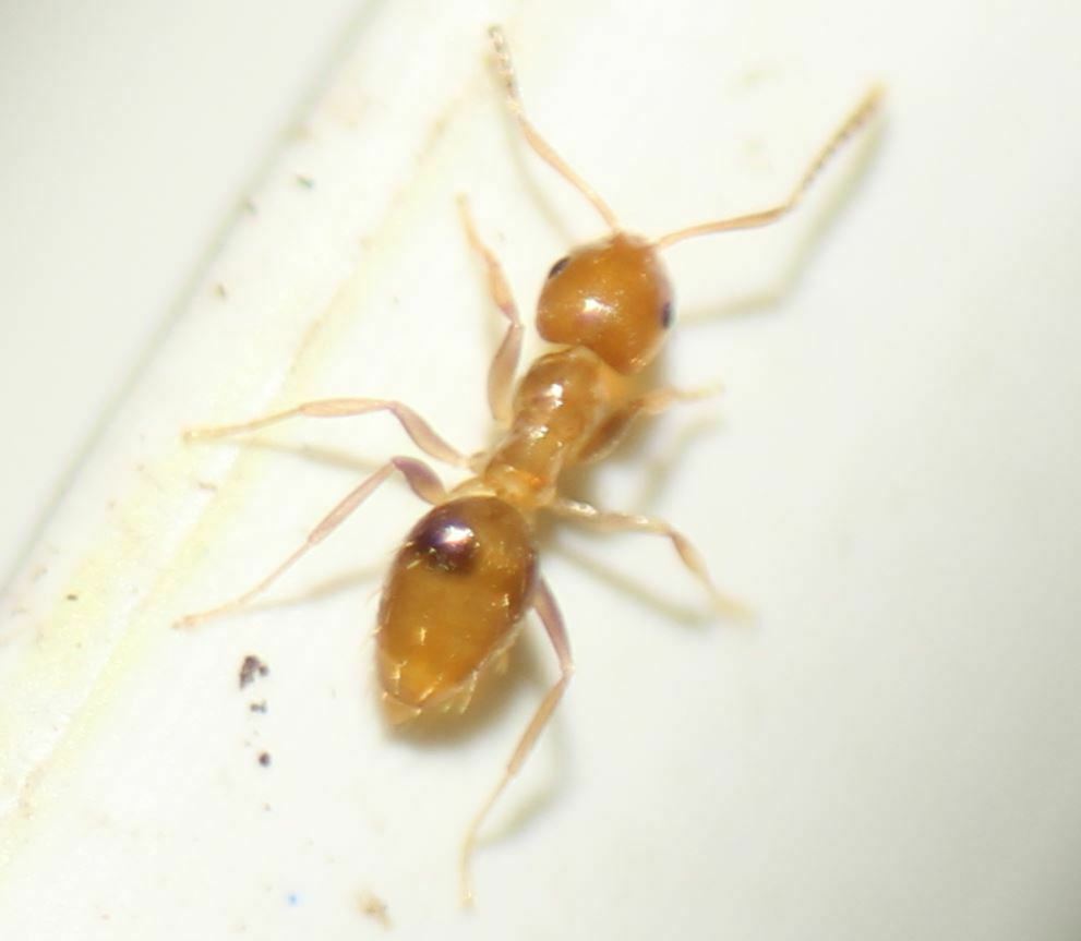 Hairy Yellow Rover Ant