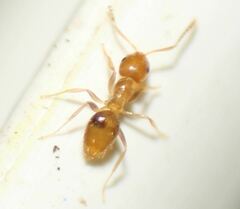 Brachymyrmex minutus