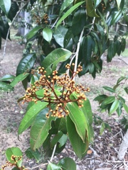 Myrcia bergiana