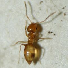 Brachymyrmex minutus