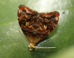 Choreutis emplecta