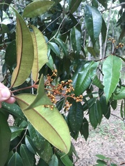 Myrcia bergiana