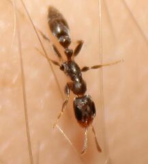 Pseudomyrmex elongatus