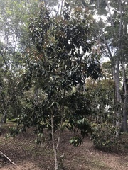 Myrcia bergiana