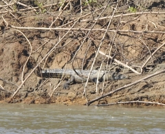 Crocodylus moreletii