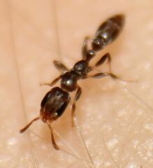 Pseudomyrmex elongatus