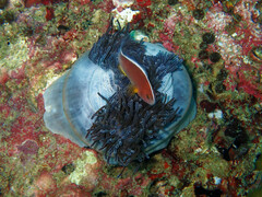 Heteractis magnifica