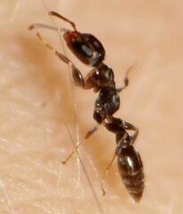 Pseudomyrmex elongatus