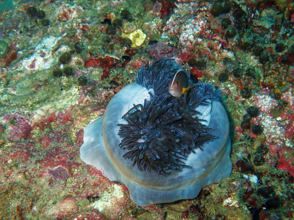 Skunk Anemonefish (Amphiprion akallopisos) — recorded at Lana Bay