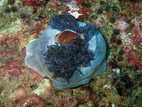 Skunk Anemonefish (Amphiprion akallopisos)