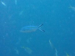 Caesio caerulaurea
