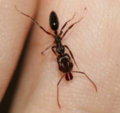 Odontomachus ruginodis