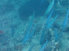 Caesio caerulaurea