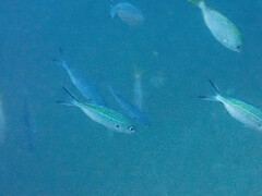 Caesio caerulaurea