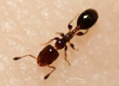 Xenomyrmex floridanus