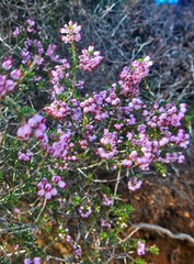 Erica manipuliflora