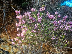 Erica manipuliflora