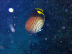 Chaetodon decussatus