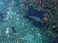 Chaetodon decussatus