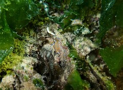 Polycera quadrilineata