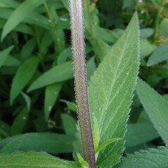 Stachys palustris