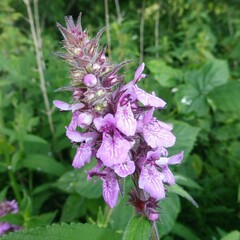 Stachys palustris