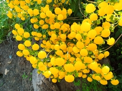 Calceolaria corymbosa