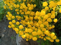 Calceolaria corymbosa