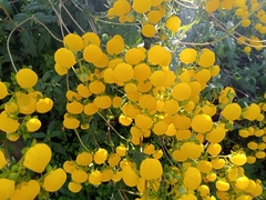 Calceolaria corymbosa