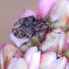 Rhinoncus bruchoides