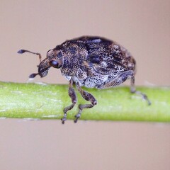 Rhinoncus bruchoides