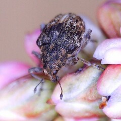 Rhinoncus bruchoides