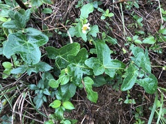 Solena amplexicaulis