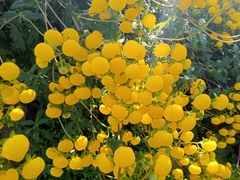 Calceolaria corymbosa