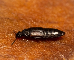 Omaliinae