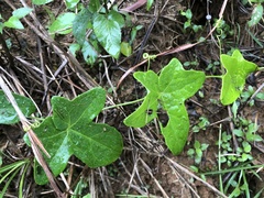 Solena amplexicaulis