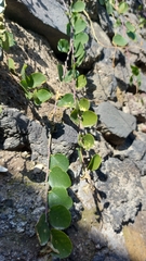 Capparis orientalis