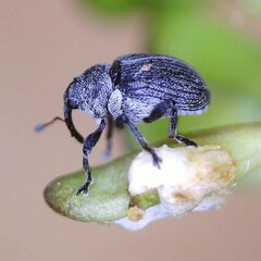 Ceutorhynchus typhae