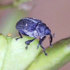 Ceutorhynchus typhae