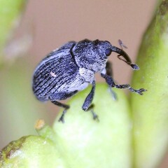 Ceutorhynchus typhae