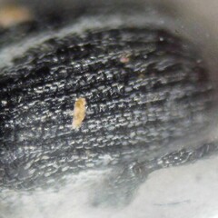 Ceutorhynchus typhae