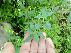 Calceolaria corymbosa