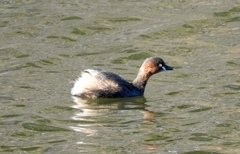Tachybaptus ruficollis poggei