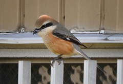 Lanius bucephalus bucephalus