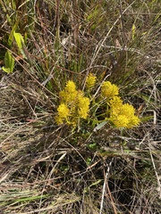 Polygala ramosa