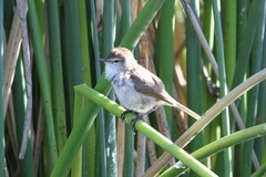 Acrocephalus gracilirostris gracilirostris