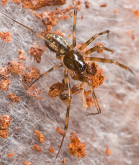 Lepthyphantes minutus